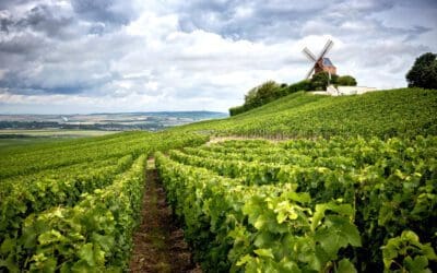 Where Does Champagne Come From?