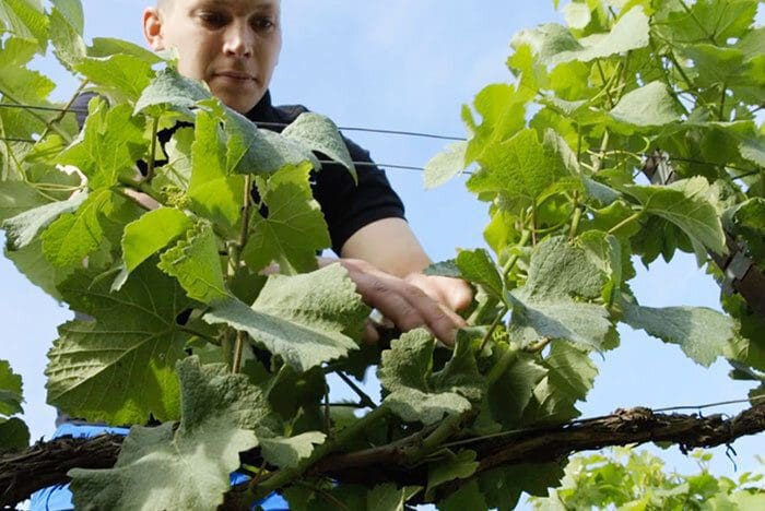 2020: A Vintage Year in Champagne: Journaling the Harvest