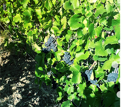 Avid Vines | Best Quality Champagne | Quality Wine